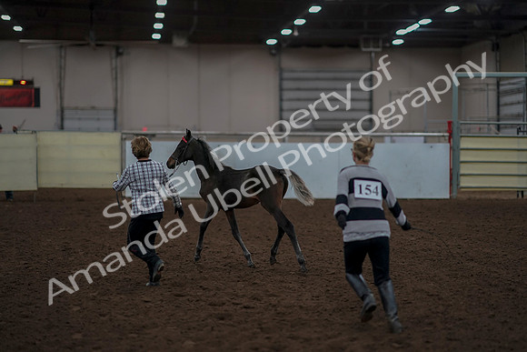 2019 Morgan Horse Show - Aug 31, 2019 - 00057