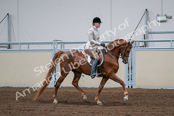 2020 - AB Morgan Horse - Fri, Sept 04 - 01717