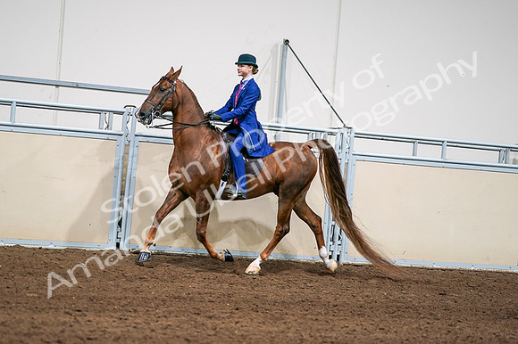 2020 - AB Morgan Horse - Fri, Sept 04 - 04976