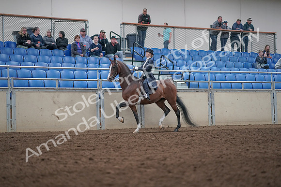 2019 Morgan Horse Show - Aug 31, 2019 - 20476