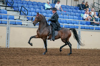 2020 - AB Morgan Horse - Sat, Sept 05 - 07910