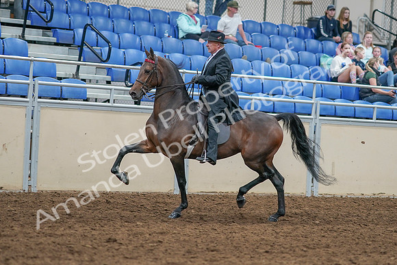 2020 - AB Morgan Horse - Sat, Sept 05 - 07910