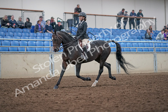 2019 Morgan Horse Show - Aug 31, 2019 - 20516