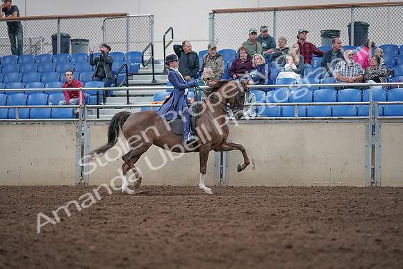2019 Morgan Horse Show - Aug 31, 2019 - 20731