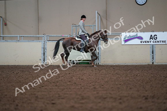 2019 Morgan Horse Show - Aug 30, 2019 - 18495