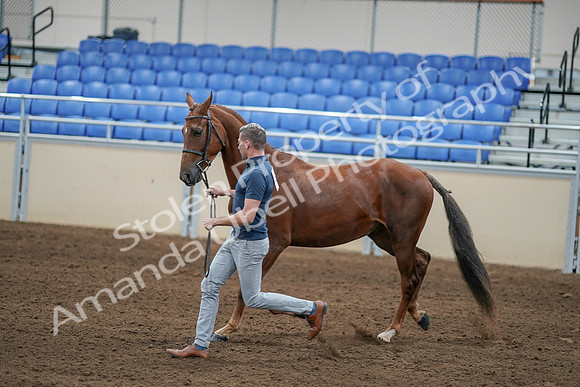 2020 - AB Morgan Horse - Sat, Sept 05 - 00257