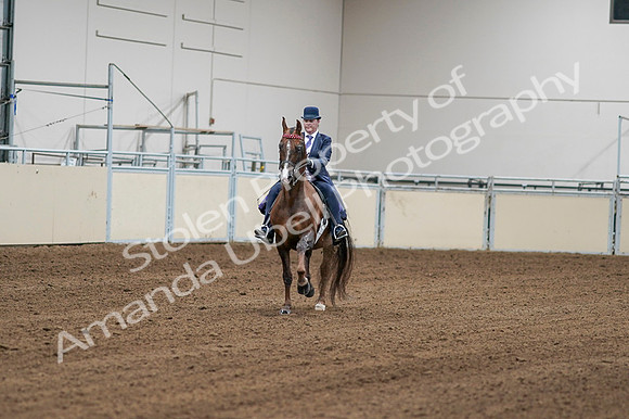2020 - AB Morgan Horse - Fri, Sept 04 - 08164