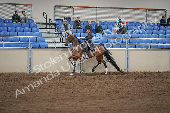 2020 - AB Morgan Horse - Fri, Sept 04 - 09635