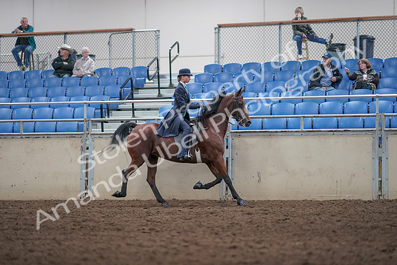 2019 Morgan Horse Show - Aug 31, 2019 - 08873