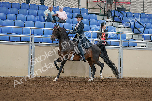 2020 - AB Morgan Horse - Sat, Sept 05 - 06296