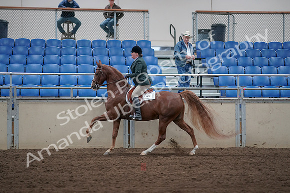 2019 Morgan Horse Show - Sept 01, 2019 - 12329