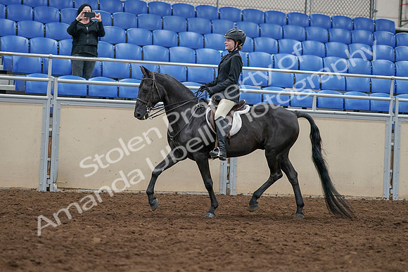 2020 - AB Morgan Horse - Sun, Sept 06 - 07785