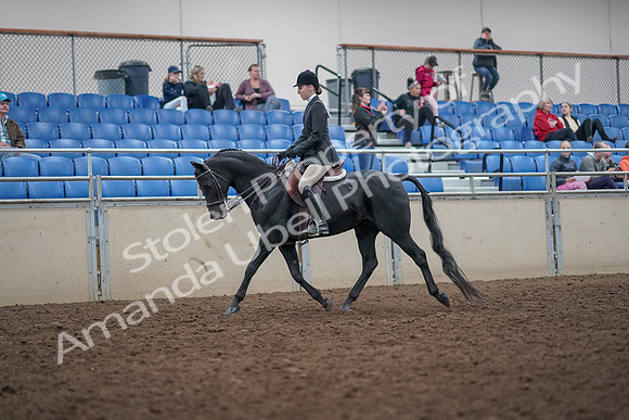 2019 Morgan Horse Show - Aug 31, 2019 - 14667