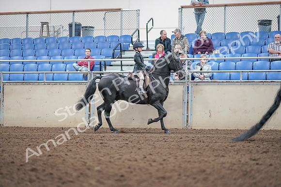2019 Morgan Horse Show - Aug 31, 2019 - 19630