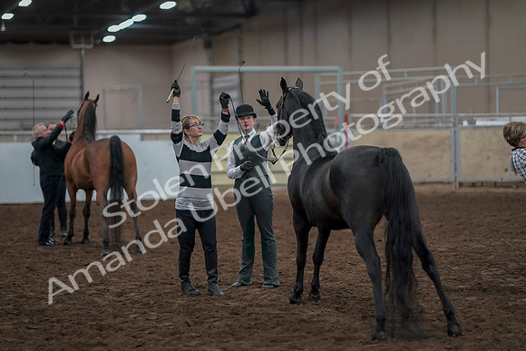 2019 Morgan Horse Show - Aug 31, 2019 - 03793