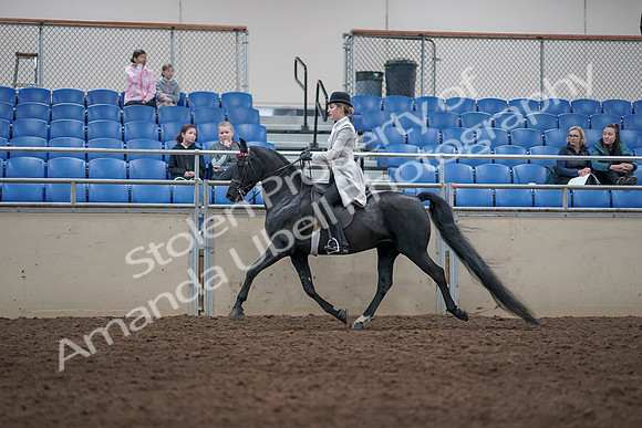 2019 Morgan Horse Show - Aug 31, 2019 - 09344
