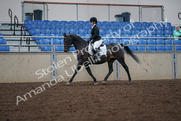 2019 Morgan Horse Show - Aug 30, 2019 - 18387