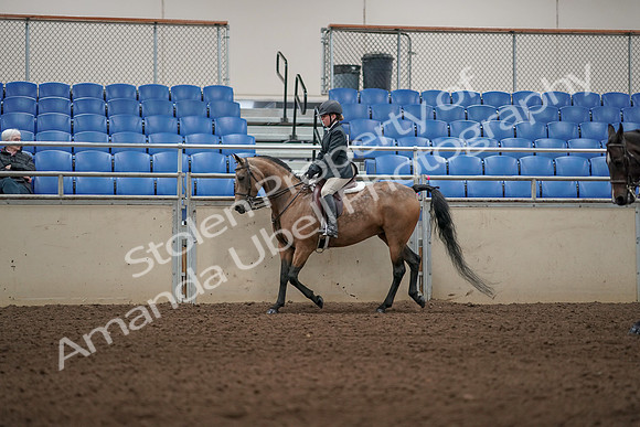 2019 Morgan Horse Show - Aug 31, 2019 - 04840