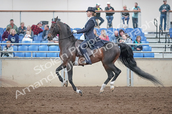 2019 Morgan Horse Show - Aug 31, 2019 - 20586