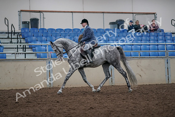 2019 Morgan Horse Show - Aug 31, 2019 - 14767