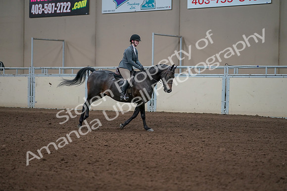 2019 Morgan Horse Show - Sept 01, 2019 - 11106