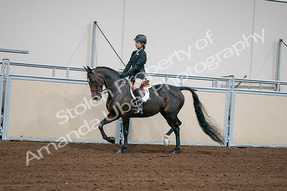 2020 - AB Morgan Horse - Fri, Sept 04 - 02023