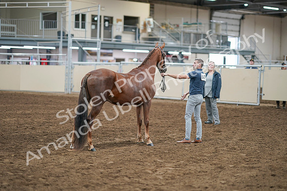 2020 - AB Morgan Horse - Sat, Sept 05 - 00270