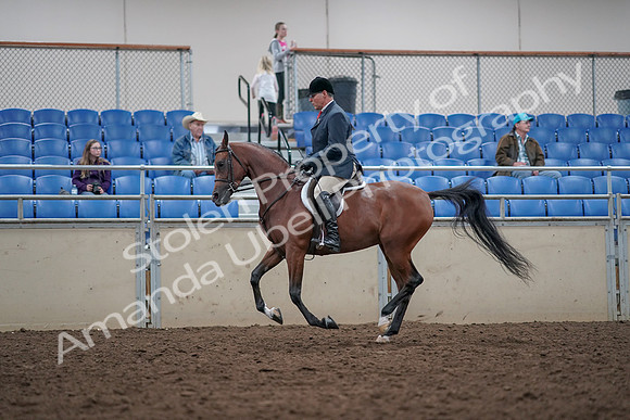 2019 Morgan Horse Show - Aug 31, 2019 - 15062