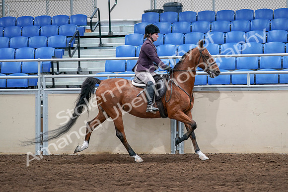 2020 - AB Morgan Horse - Sat, Sept 05 - 03227