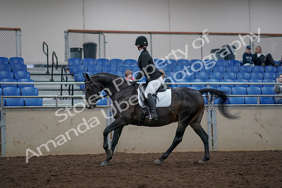 2019 Morgan Horse Show - Aug 31, 2019 - 16666