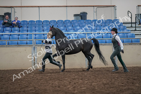 2019 Morgan Horse Show - Aug 31, 2019 - 03617