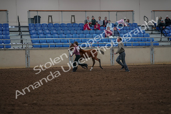 2019 Morgan Horse Show - Aug 30, 2019 - 24821