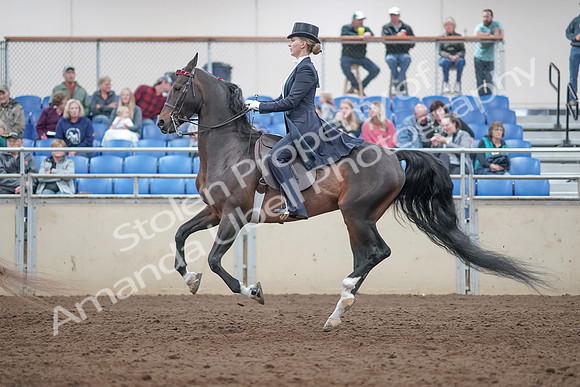 2019 Morgan Horse Show - Aug 31, 2019 - 20587