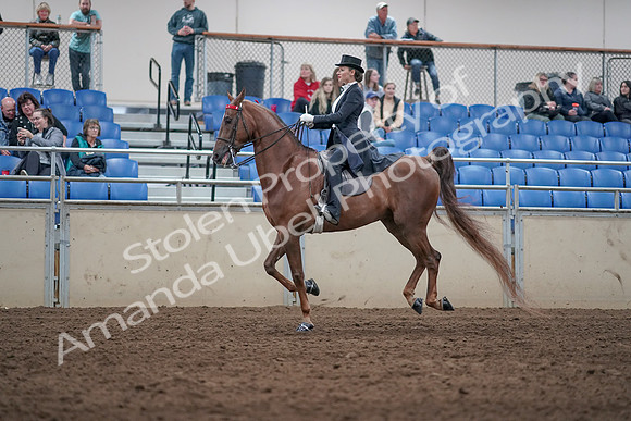 2019 Morgan Horse Show - Aug 31, 2019 - 20570