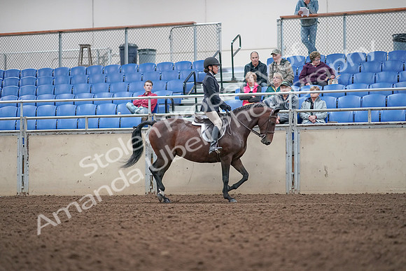 2019 Morgan Horse Show - Aug 31, 2019 - 19685