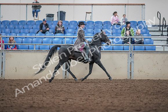 2019 Morgan Horse Show - Aug 31, 2019 - 09572