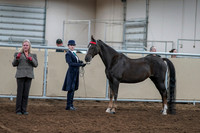 2020 - AB Morgan Horse - Fri, Sept 04 - 00886