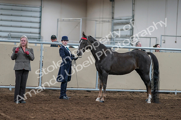 2020 - AB Morgan Horse - Fri, Sept 04 - 00886