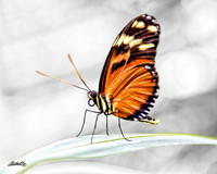Insects - 009