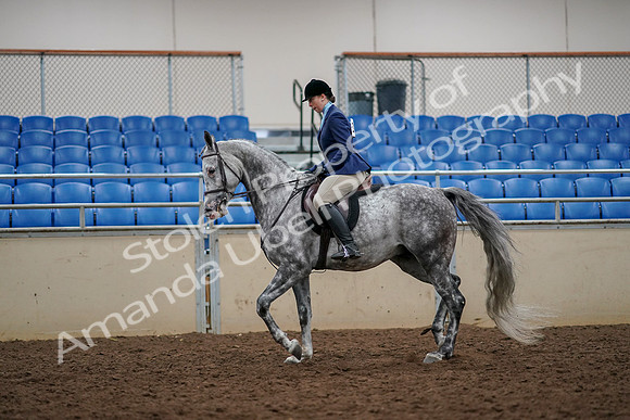 2019 Morgan Horse Show - Aug 30, 2019 - 22279