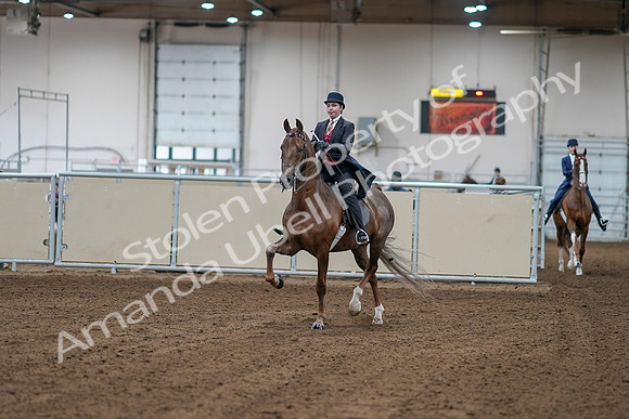 2020 - AB Morgan Horse - Sat, Sept 05 - 06028