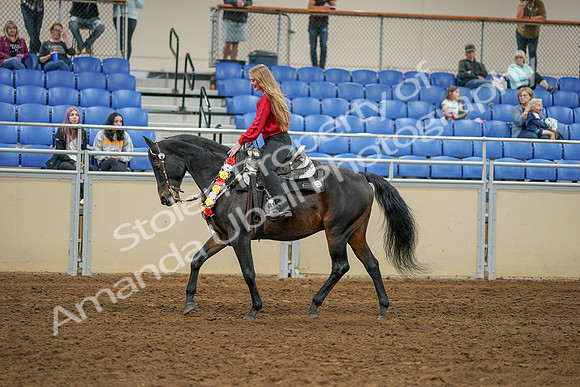 2020 - AB Morgan Horse - Sat, Sept 05 - 10371