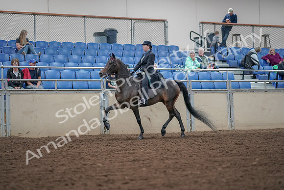 2019 Morgan Horse Show - Aug 30, 2019 - 15529