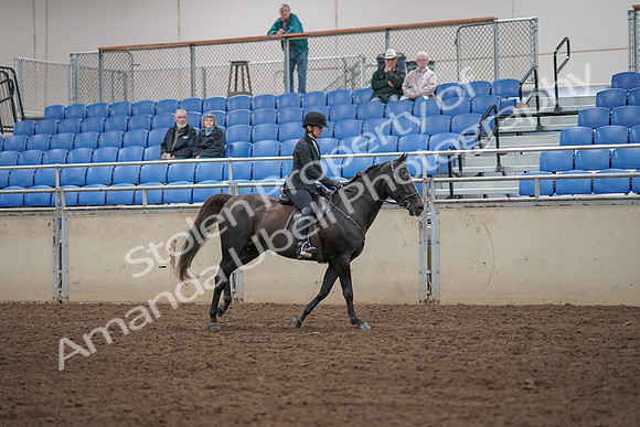 2019 Morgan Horse Show - Aug 31, 2019 - 07537