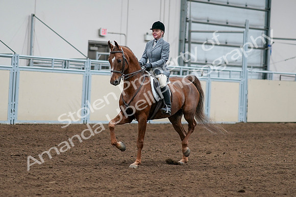 2020 - AB Morgan Horse - Sat, Sept 05 - 03252