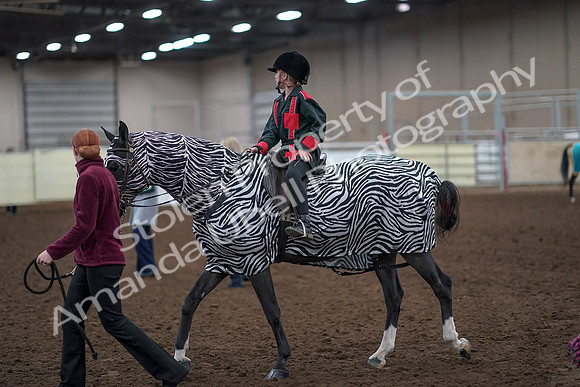 2019 Morgan Horse Show - Aug 31, 2019 - 10055