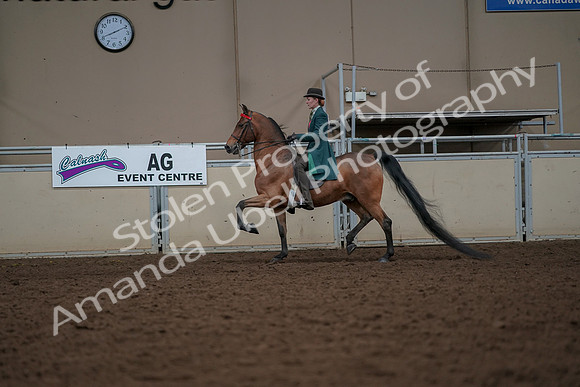 2019 Morgan Horse Show - Aug 30, 2019 - 27930