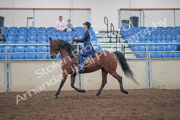 2019 Morgan Horse Show - Aug 31, 2019 - 09308