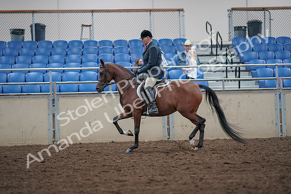 2019 Morgan Horse Show - Aug 31, 2019 - 14957
