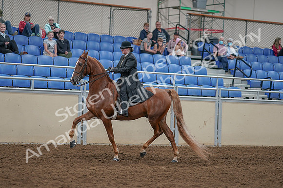 2020 - AB Morgan Horse - Fri, Sept 04 - 11258